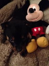 Plymouth