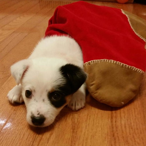 Bella Blue