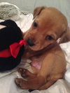 Rupert