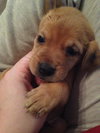 Rupert