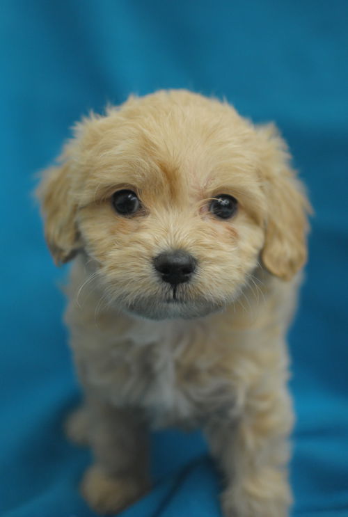 Teddy