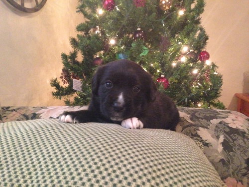 Bella