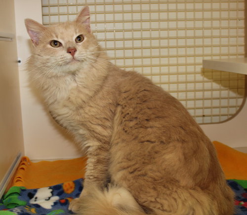 Leo