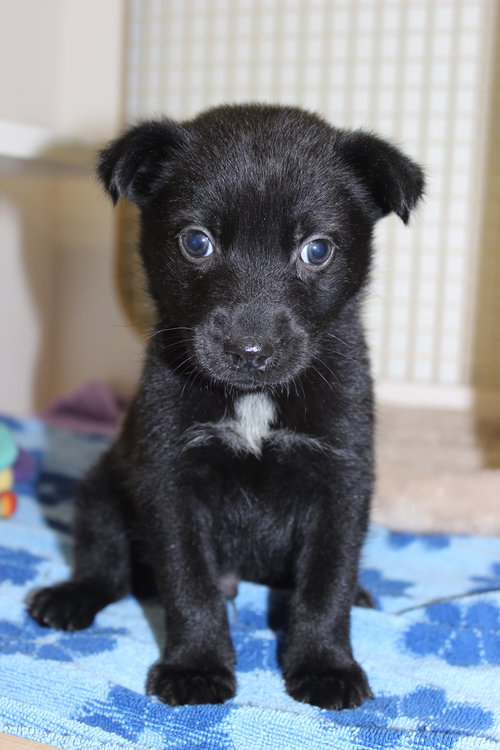 Oliver