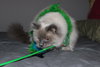 Sassy