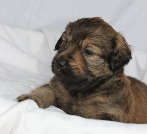 Hazel