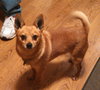 Peanut