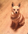 Peanut