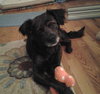 Hershey