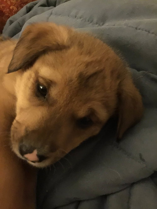 Tucker