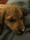 Tucker