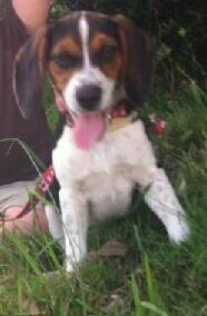 Harvey