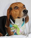Sadie Lou