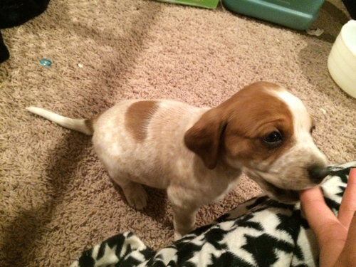 Seamus