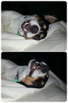 Trudy