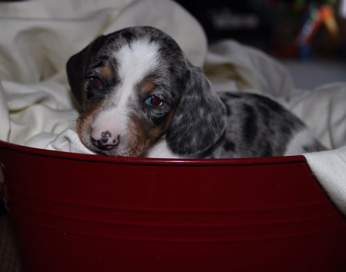 Gretchen