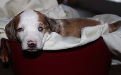 Rory