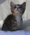 Chloe