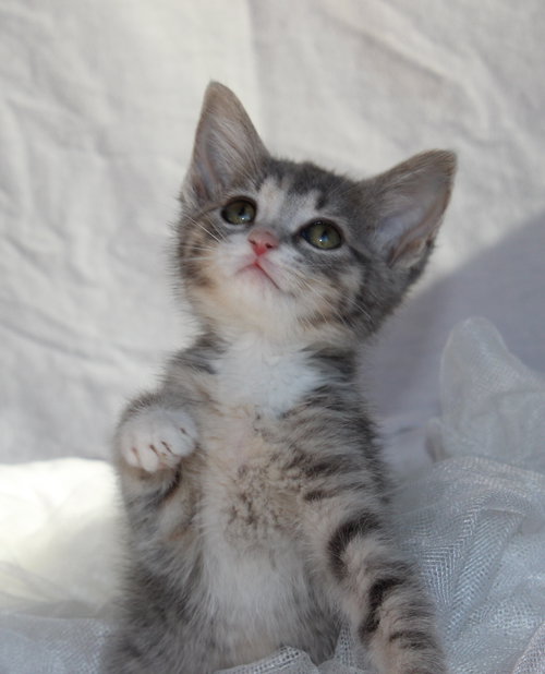 Chloe