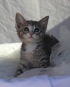 Chloe