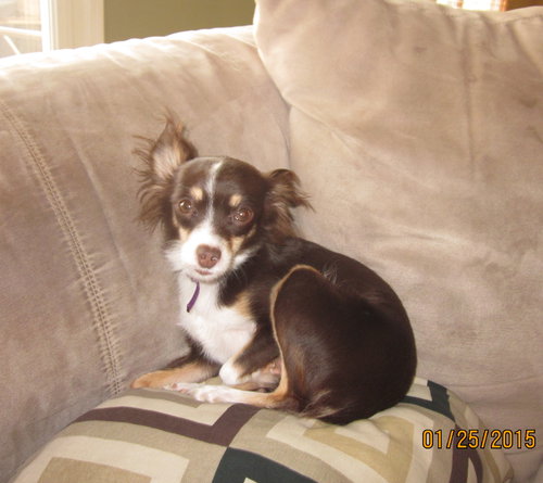 Dolly