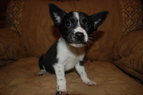 Bitsy
