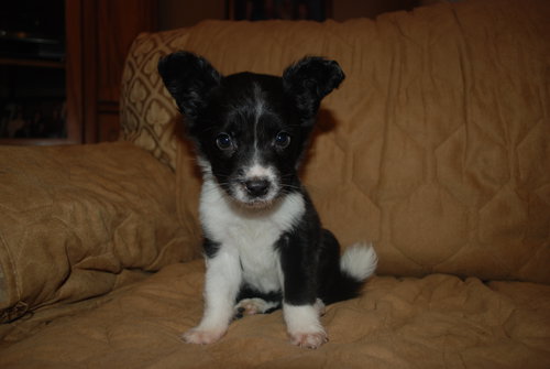 Peppy