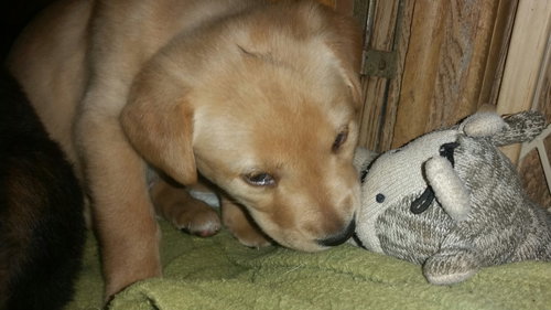 Bailey
