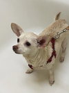 Belle Belle