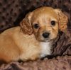 Rudy