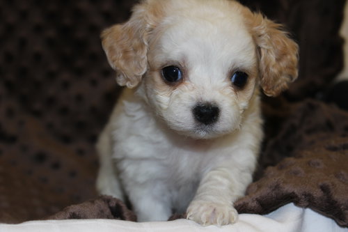 Piper