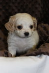 Piper