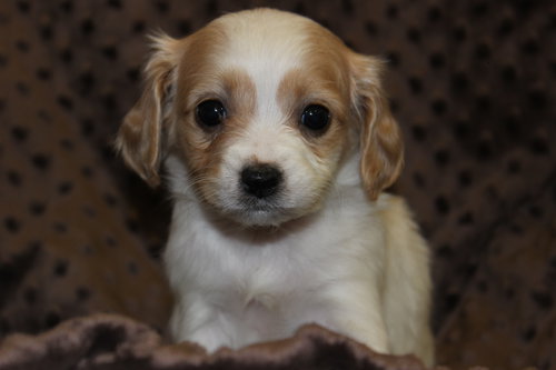 Chloe