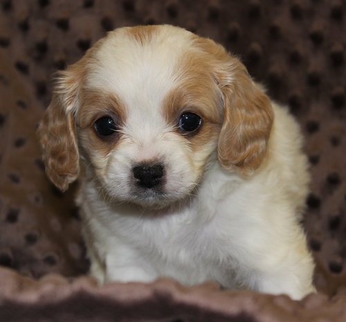 Charlie