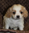 Charlie