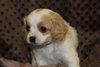 Charlie