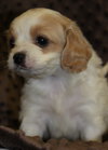 Charlie