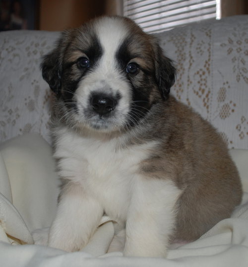 Maverick