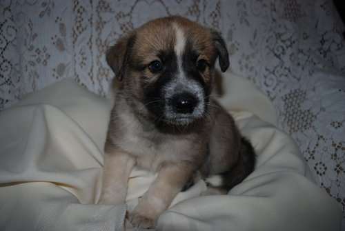 Barkley