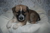 Barkley