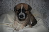 Barkley