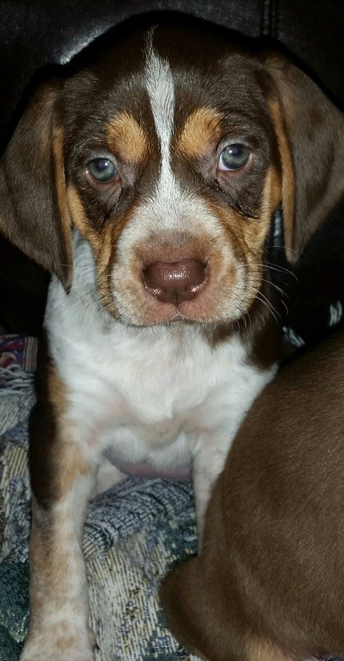 Penny