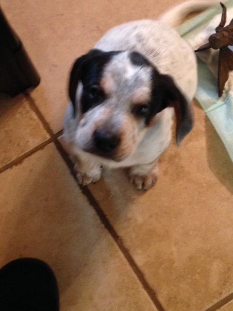Otis