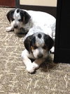 Penny