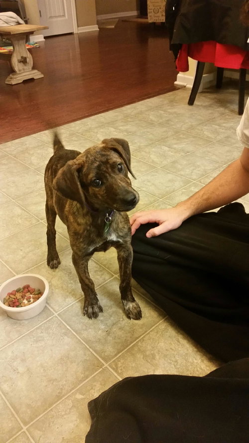 Pepper