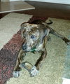 Pepper