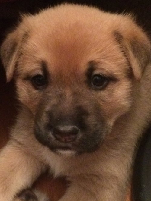 Harley