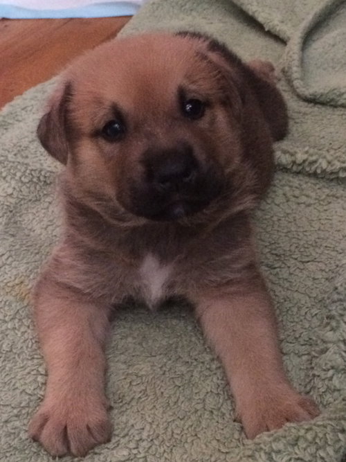 Hudson