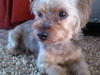 Winston