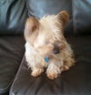 Winston